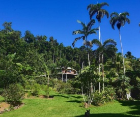 A Daintree Garden