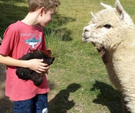 Starline Alpacas Farmstay Resort