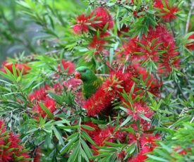 Bottlebrush B & B