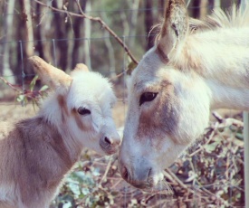 Donkey Tales Farm Cottages