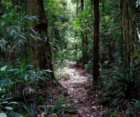 Springbrook Lyrebird Retreat