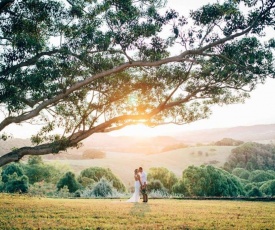 Cedia at Byron Bay Hinterland