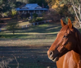 Historic Oak Hill House Estate - Truffle Gourmet Festival Region